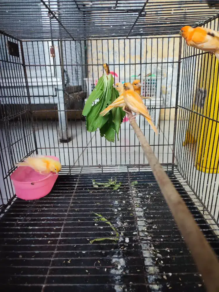 Kenari merlok bahan jamin jantan