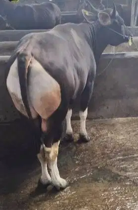 sapi bali 400kiloanUP siap hewan kurban 2026 rawatan kandang manteb ok