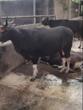sapi bali 400kiloanUP siap hewan kurban 2026 rawatan kandang manteb ok