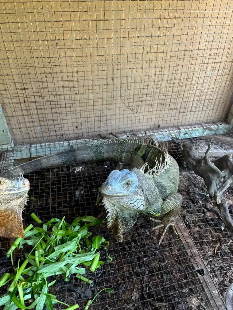 iguana jumbo keadaan amannn