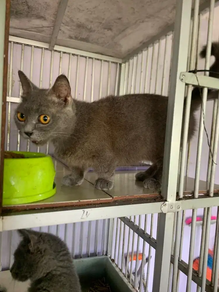 Lepas adopt munckin bsh betina