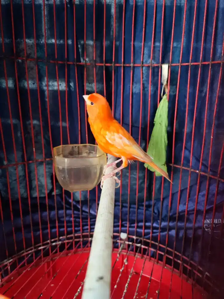 Kenari merlok gacor siap ternak