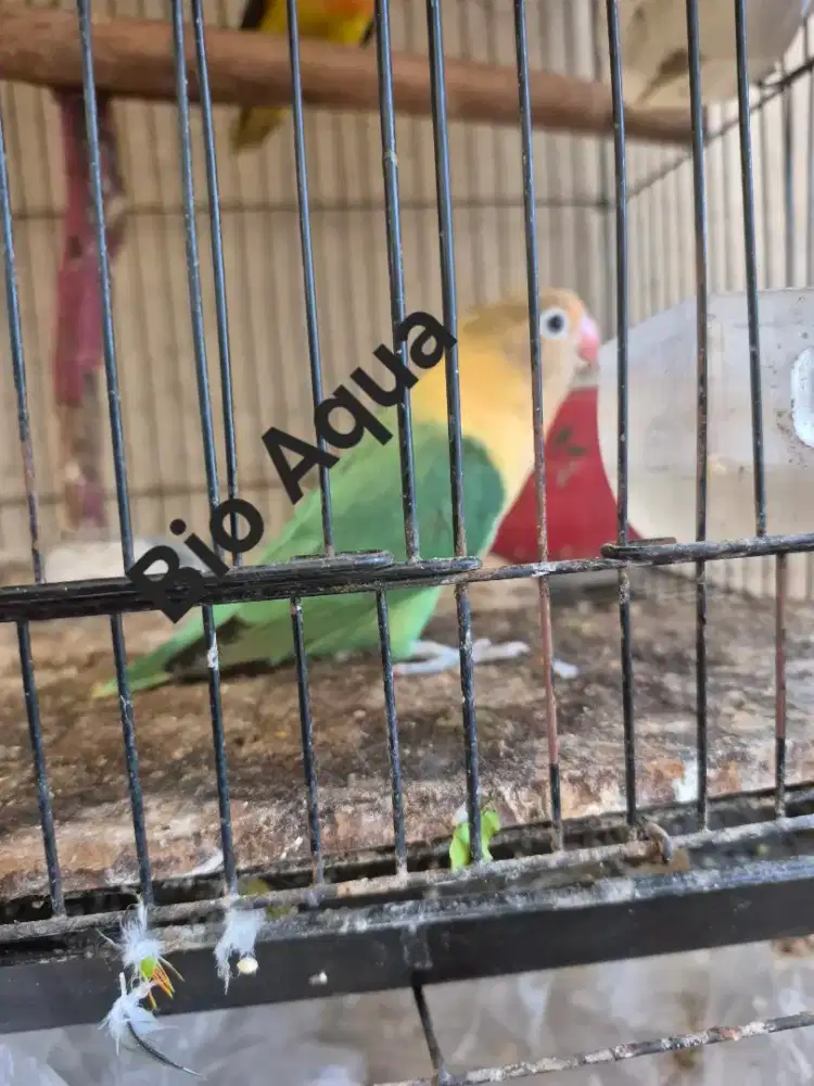 Love bird, Lovebird Biola, warna sesuai difoto, bio pb, bio euwing dll