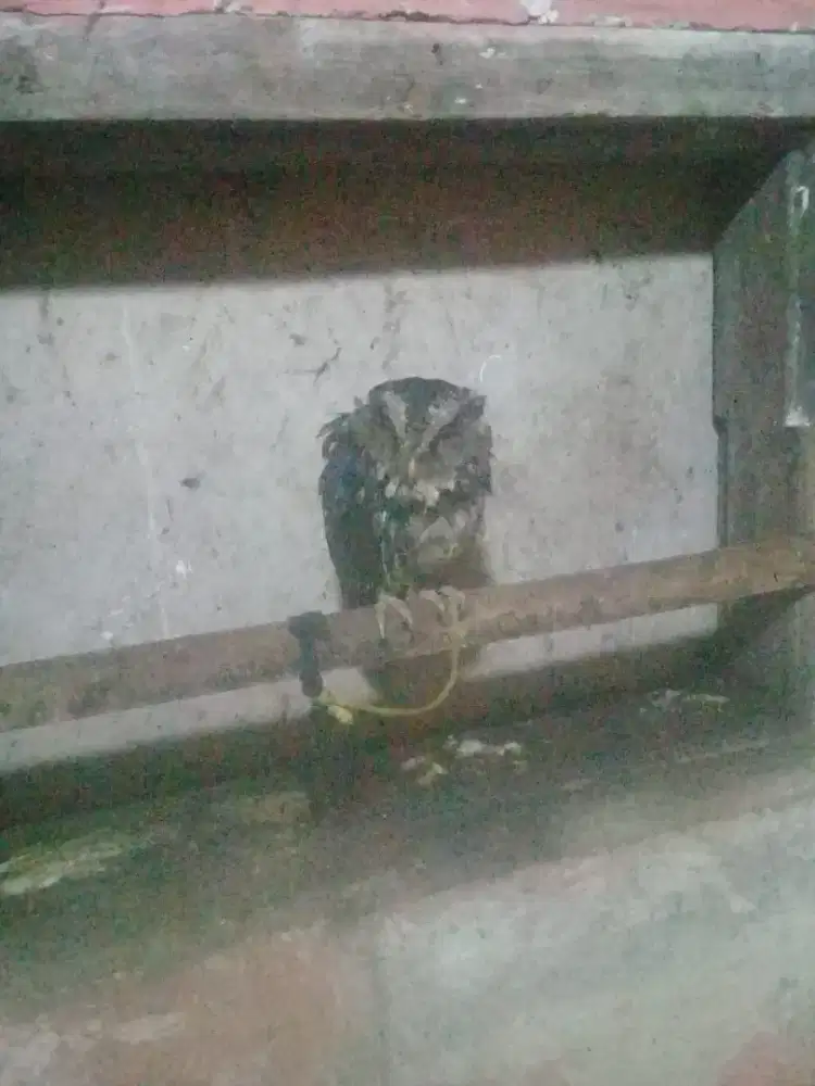 Burung lucu dan imut