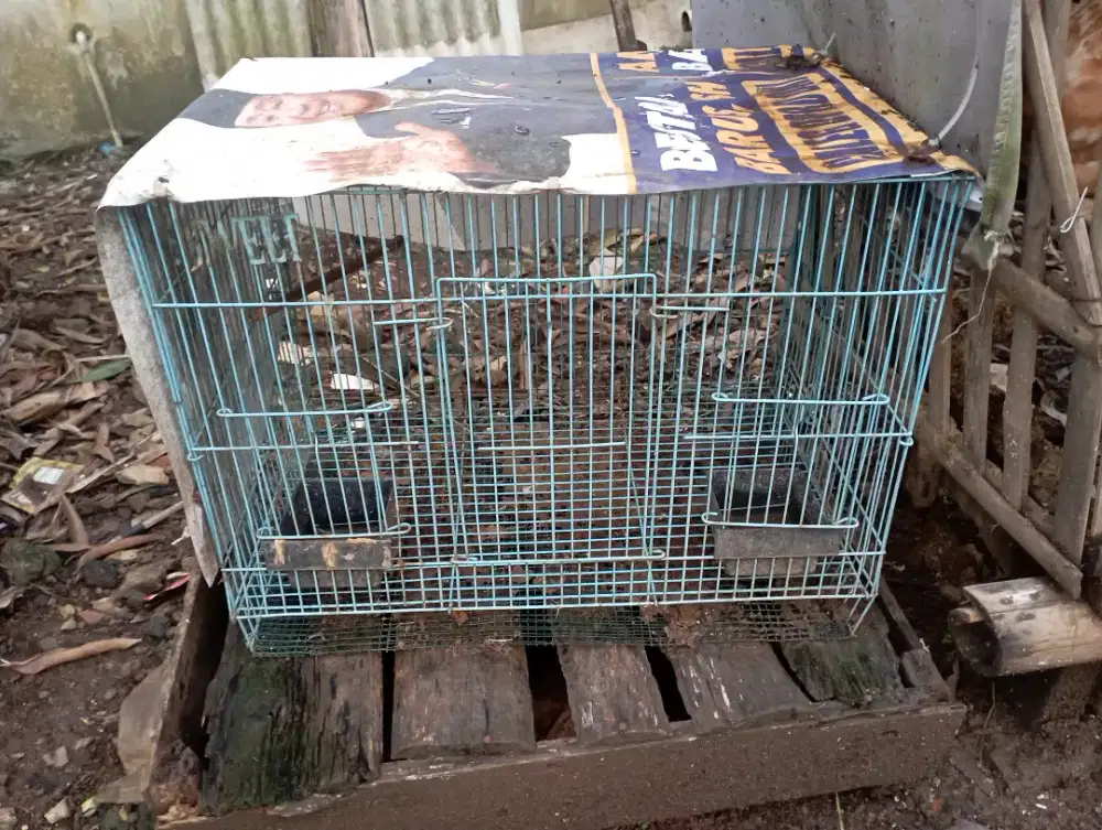 Kandang kotak besi LB