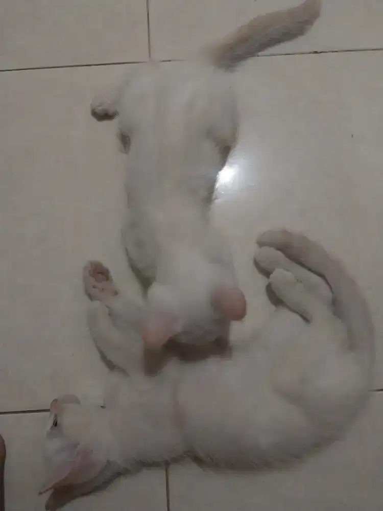 kucing peranakan persia dom