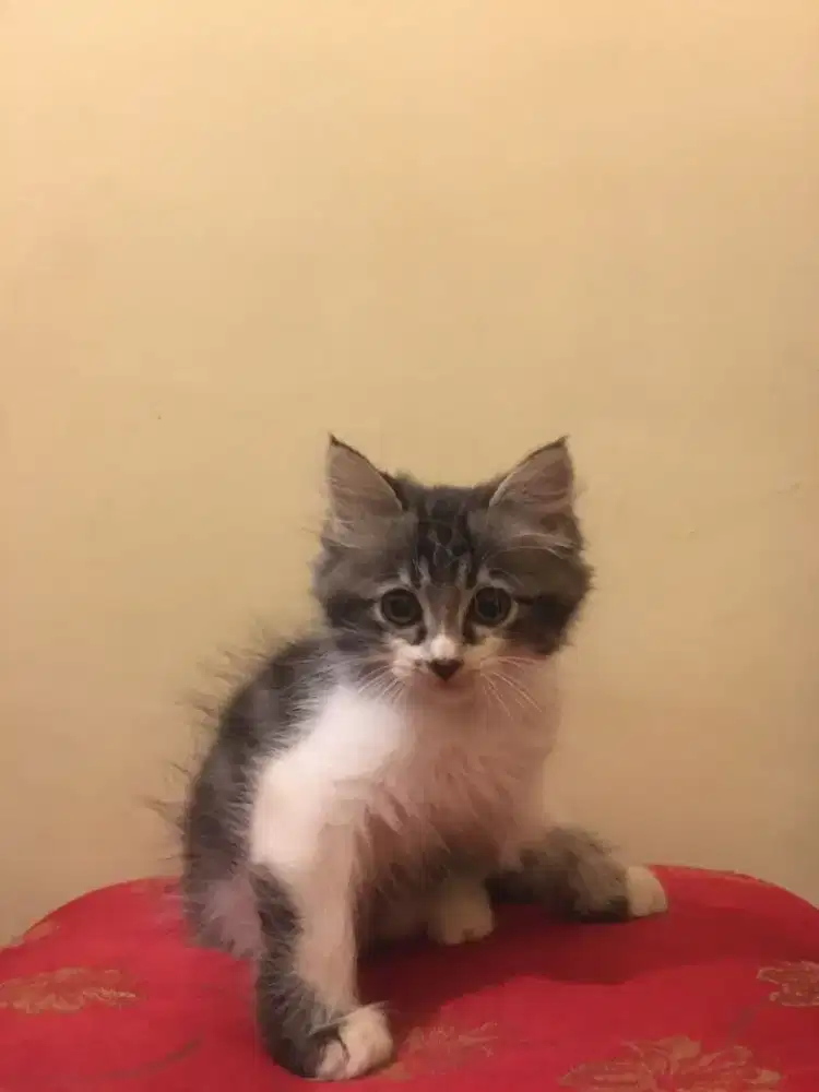Anak Kucing Kitten Persia Himalaya
