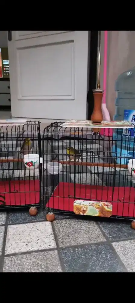 Burung Buxto jantan 1000%