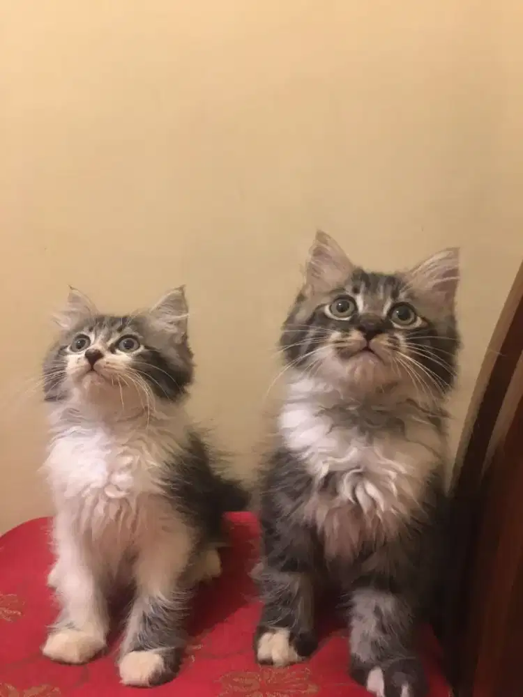 Anak Kucing Kitten Perisa Himalaya