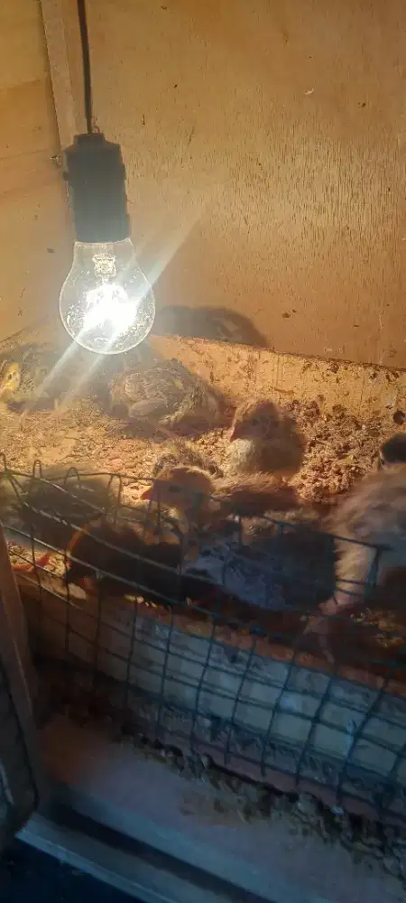 Puyuh anakan kelamin campur