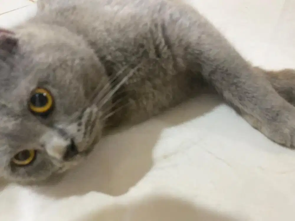 Kucing bsh blue jantan, british short hair