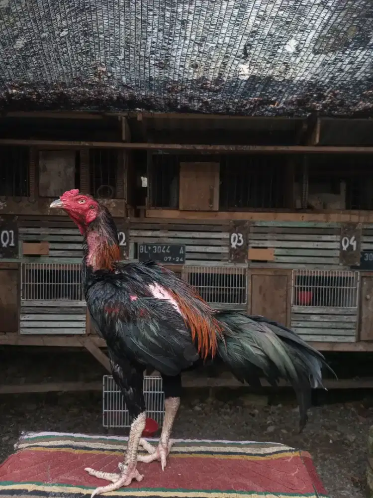 Ayam Bangkok muda