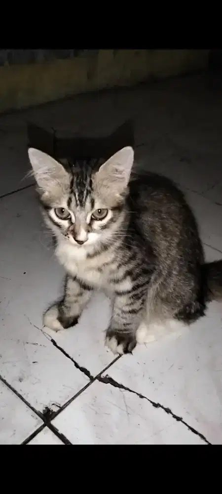 Anakk kucing Persia medium