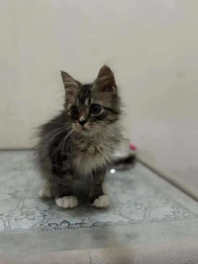 Kucing maincoon betina dan jantan