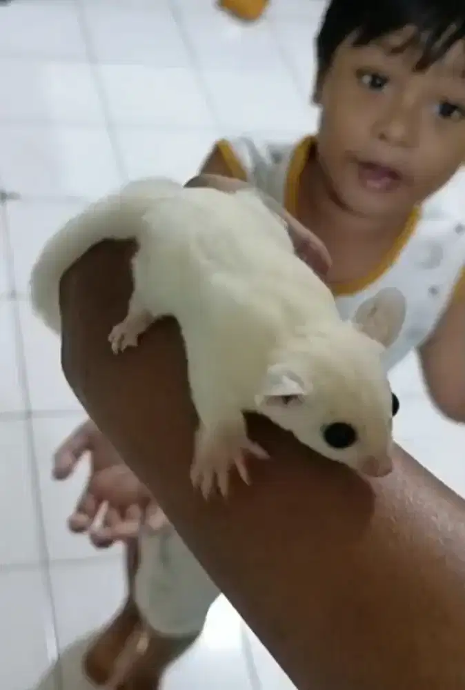 sugar glider leu leucistic betina