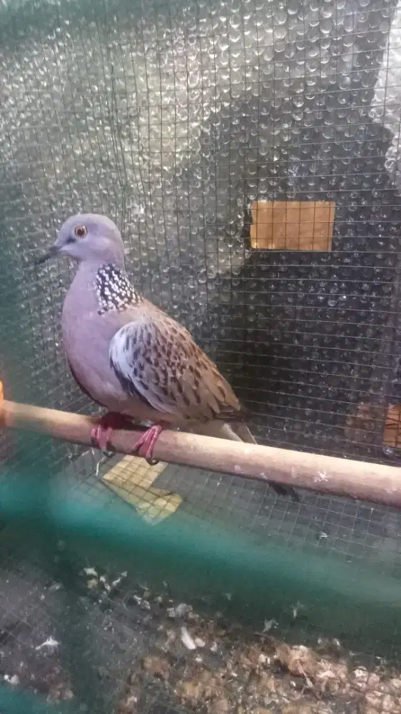 Tekukur kuk 4 rajin vidio wa j