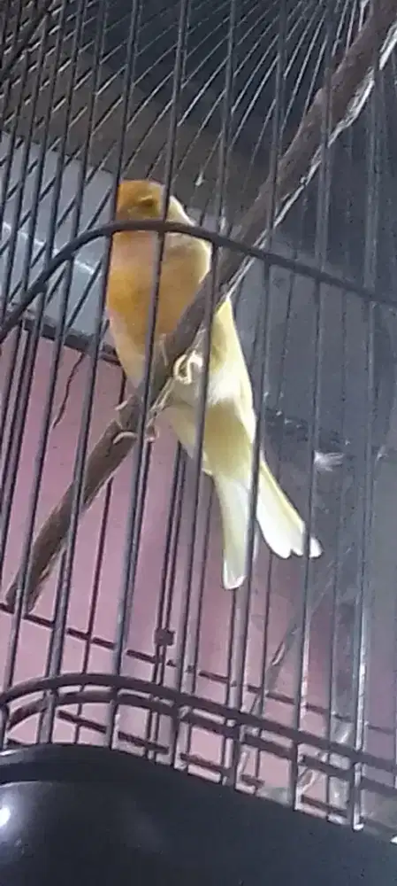 Burung kenari loper lagi mabung.fuulset