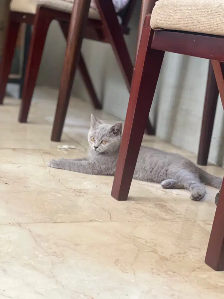 JUAL BSH DAN SCOTTISH FOLD