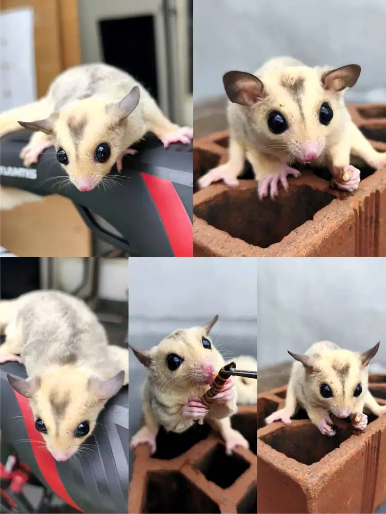 Sugar Glider betina mosaik SG