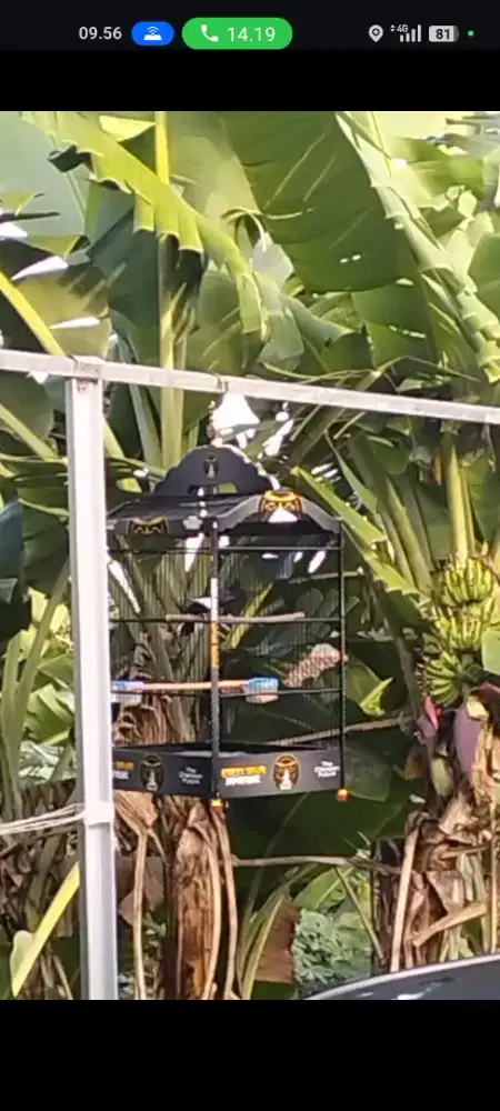 Dijual burung kacer skoci harian bunyi, sdh ngobra