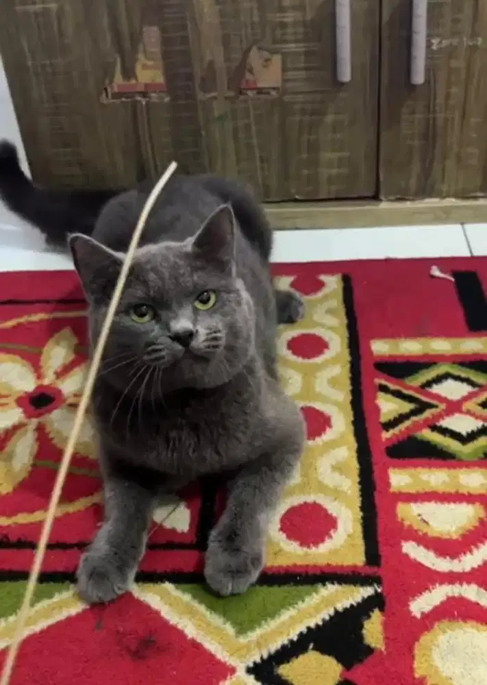 Open adopt / ganti pakan saja