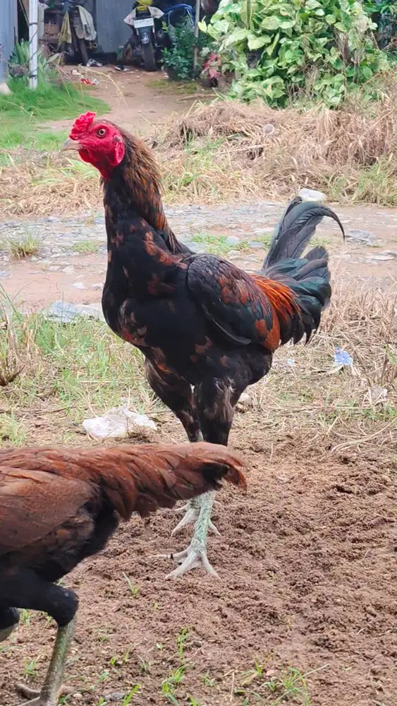 Jual ayam pamangon