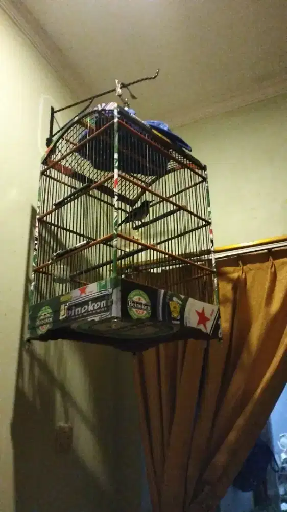 Dijual kacer skoci full set harian bunyi sdh ngobra..