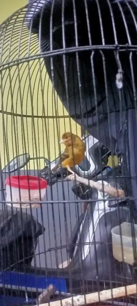 kenari jantan warna ijo gacor