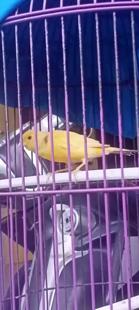 kenari jantan warna kuning jos