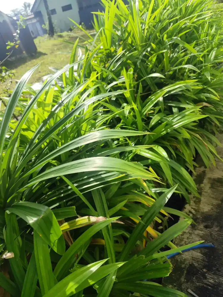 Daun pandan segar fresh
