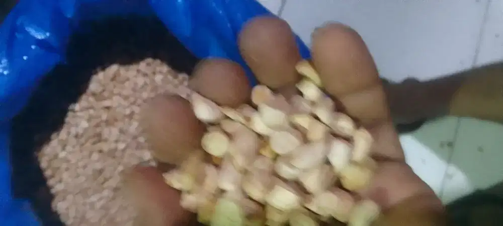Kacang pertanian 41 ribu 1 kilo