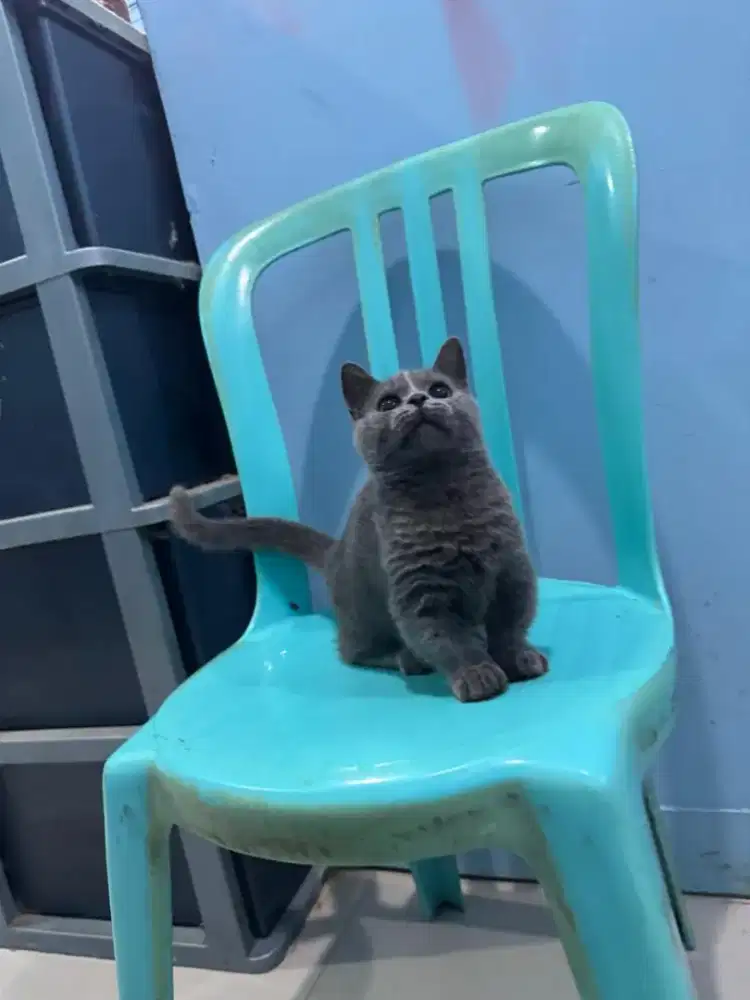 kitten bsh munchin kaki pendek good quality
