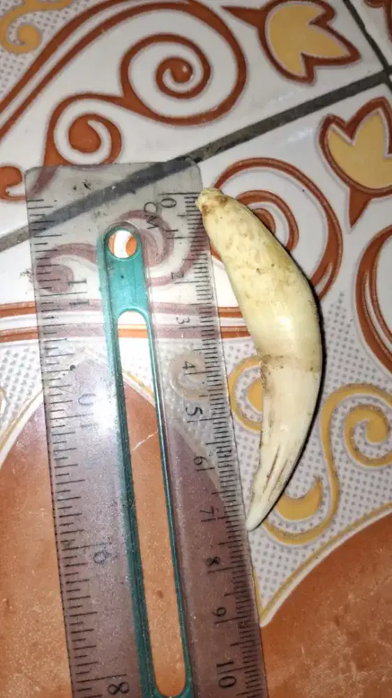 Pajangan T4r C4n 4t4s 7,3Cm N4tur4l