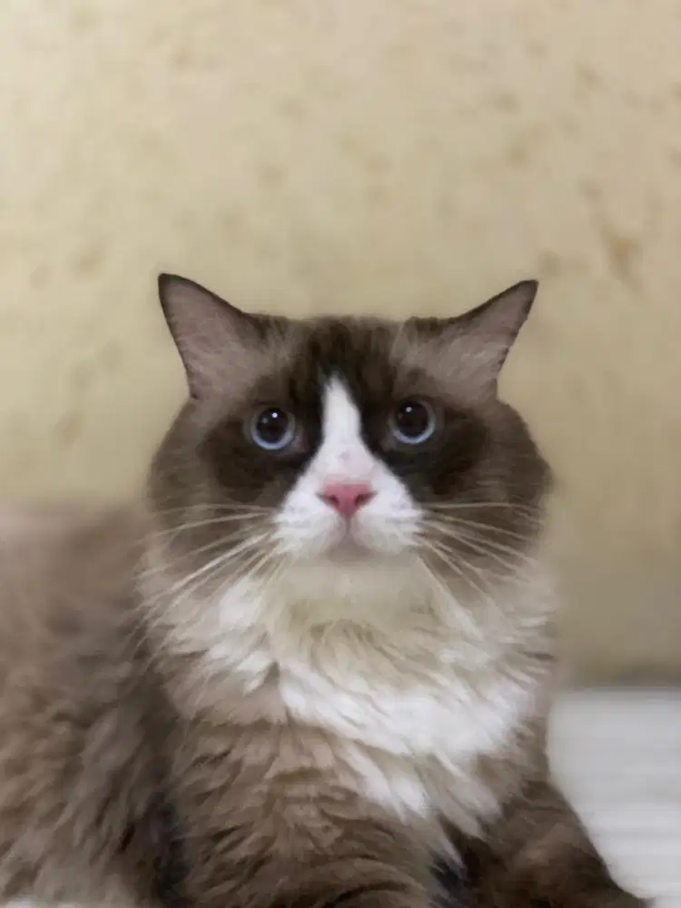 Kucing ragdol dewasa