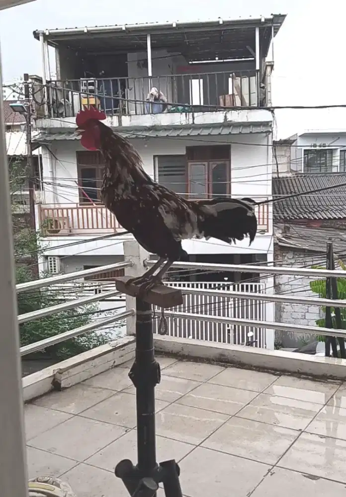 Ayam ketawa trah durasi suara seram rajin kruyuk