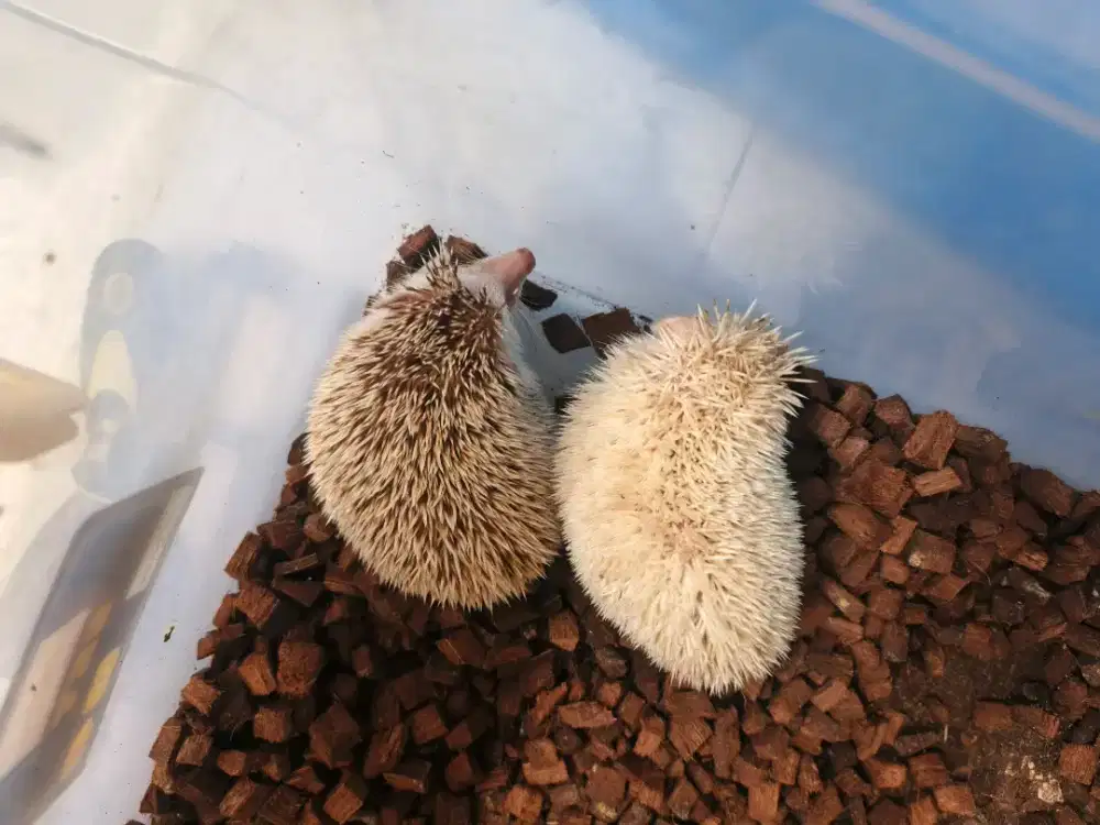 Landak Mini Pasangan