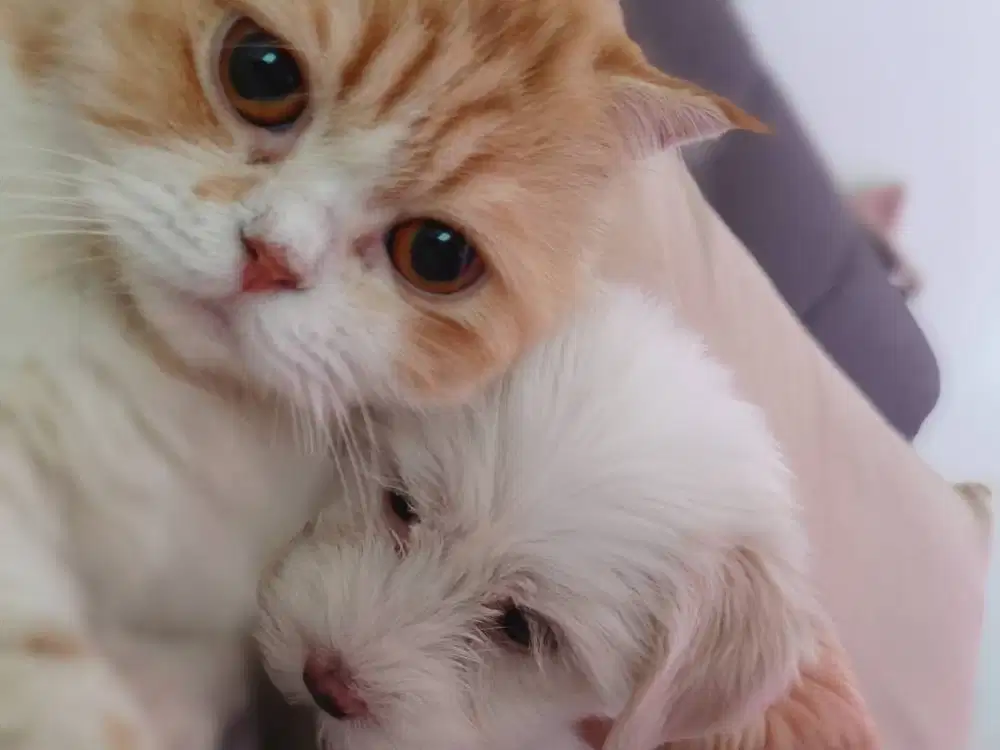 Maltipoo super gemoy bunder white solid