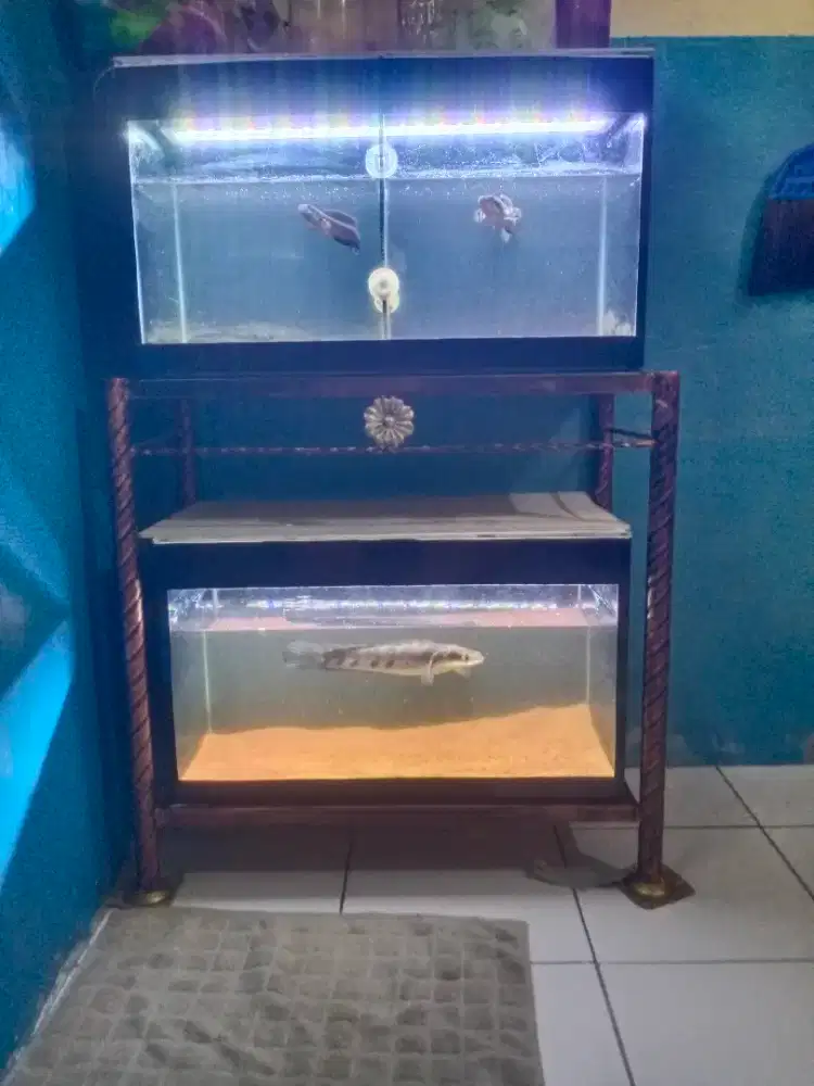 Akuarium ikan hias