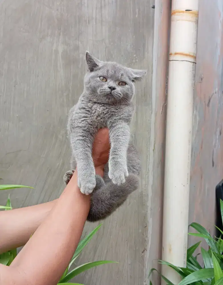 BRITISH SHORTHAIR/BSH