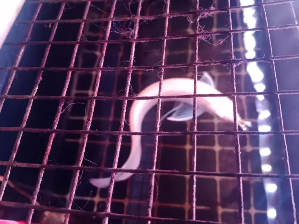 Dijual Ikan Arwana Jenis Al bino