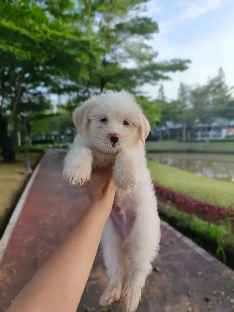 Anak anjing Maltipo super gembul
