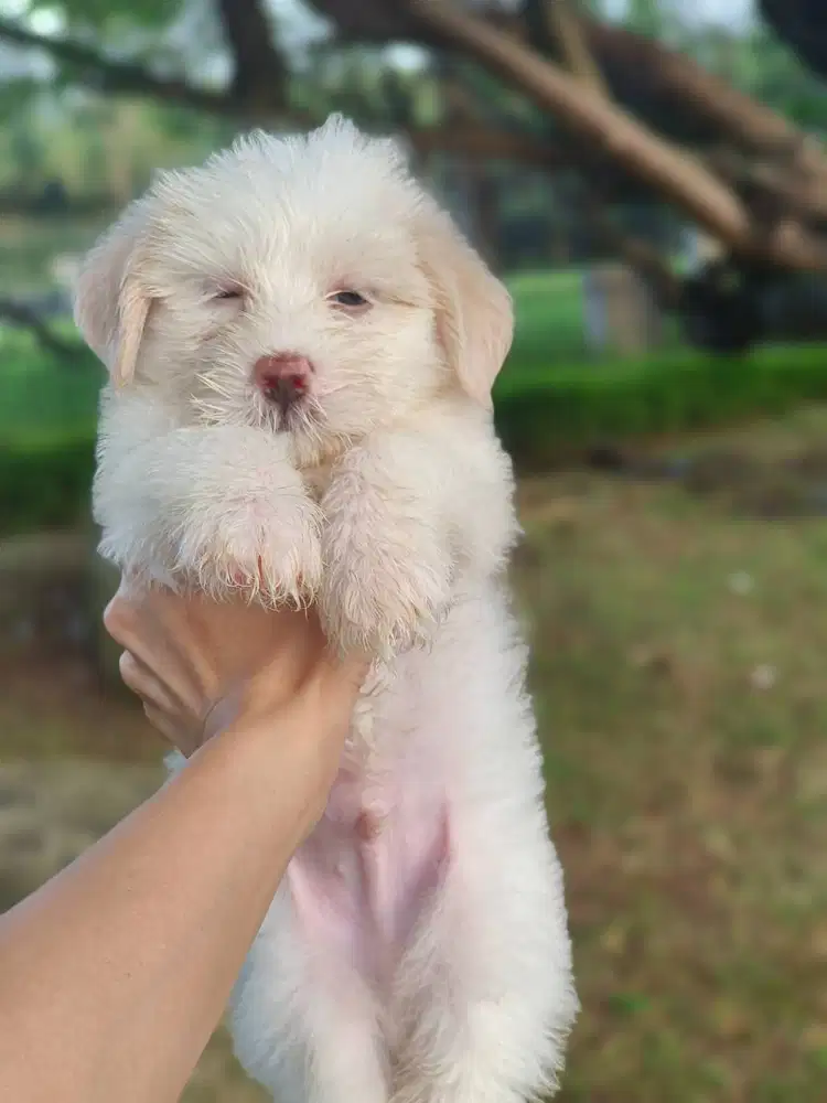 Anak anjing Maltipoo bulet gemoy