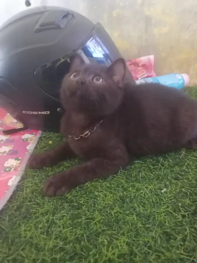 Kitten usia 4 bulan