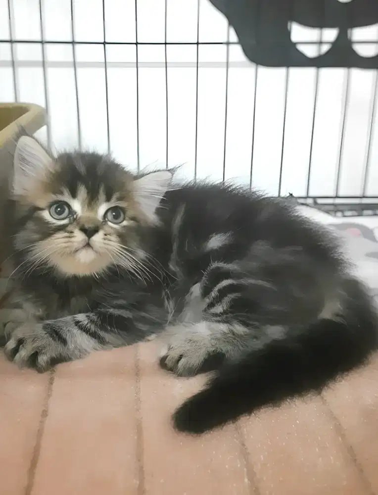 Kucing Persia jantan