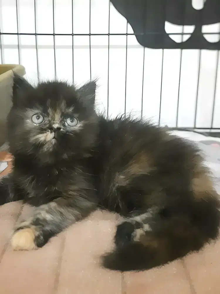 Kucing persia betina