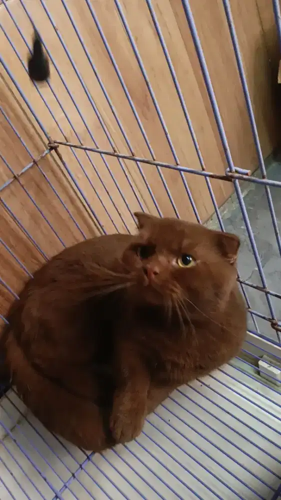 PACAK GAELIC MUNCHKIN CINAMON IMPORT / KAWIN GAELIC IMPORT / MUNCHKIN