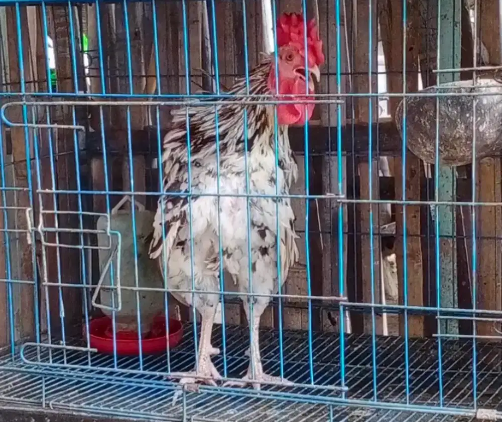 Ayam ketawa disco