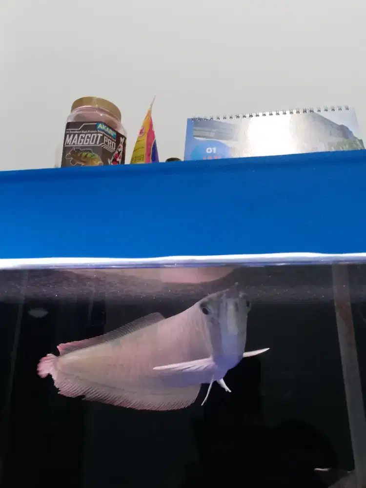 Dijual  ikan arwana silver