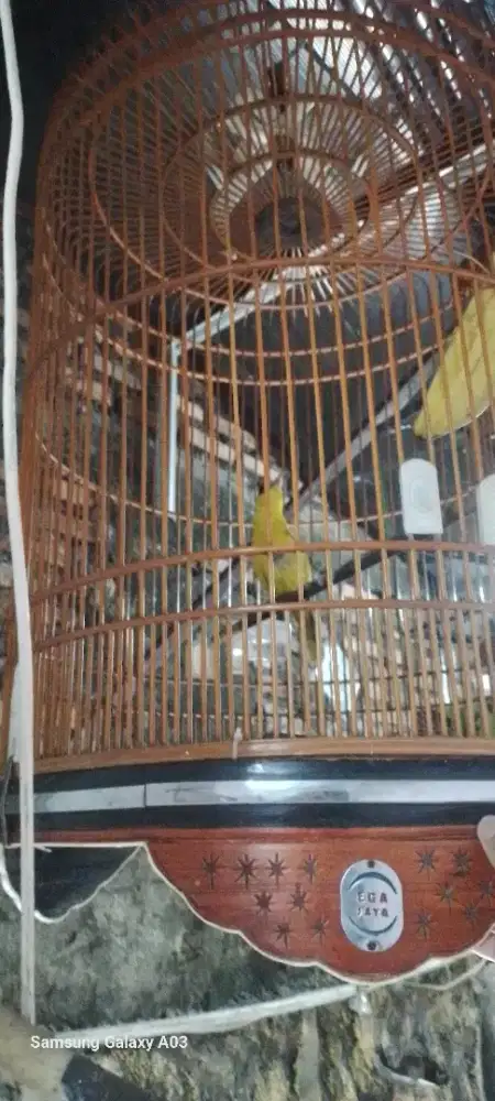 Yo bosku kepodang emas nya