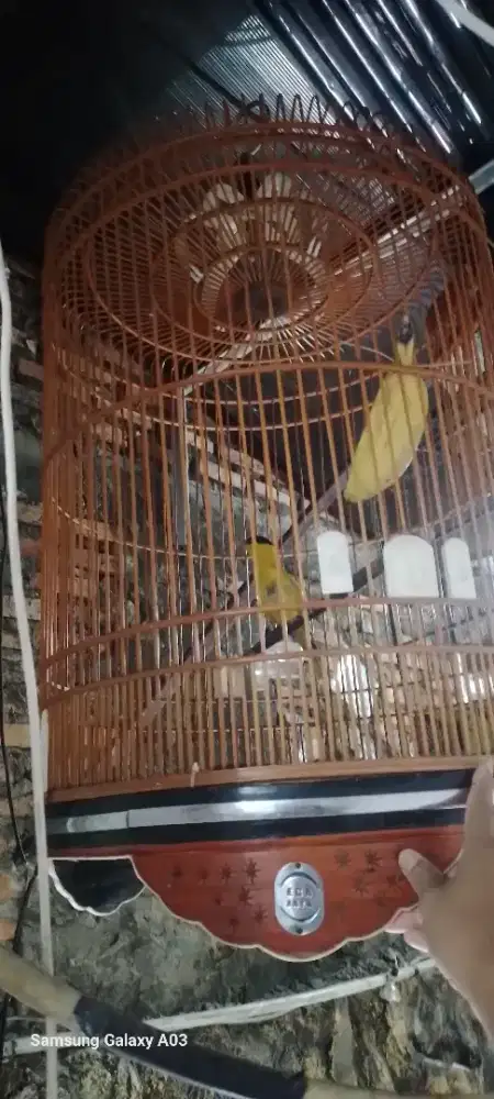 Yo bosku kepodang emas nya ,